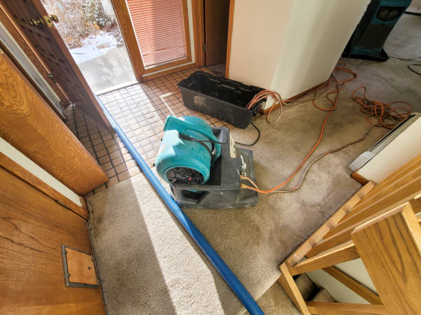 Best Professional water damage repair  in Shelton, WA