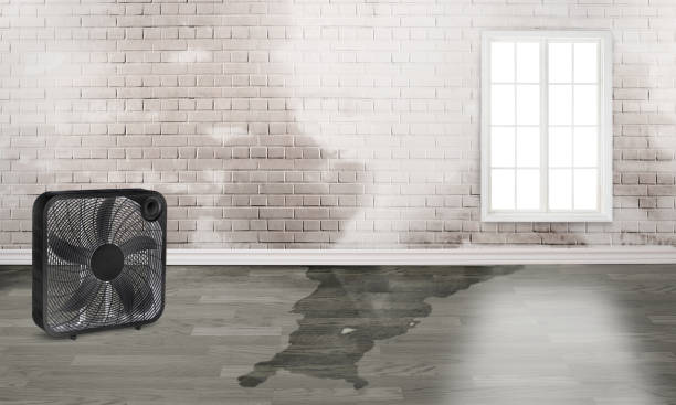 Best Sewage cleanup and water damage restoration  in Shelton, WA